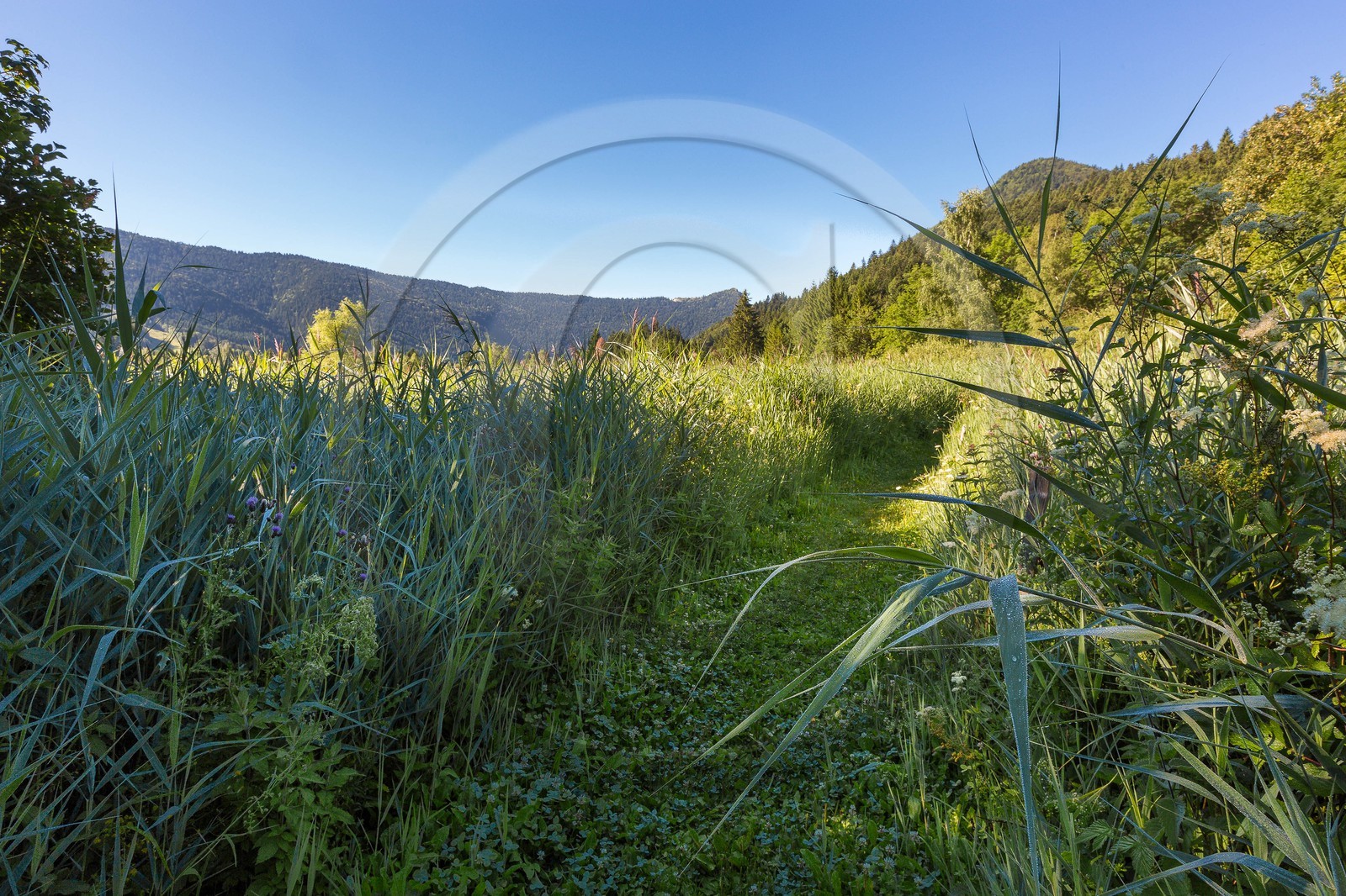 ENS de l'Isère, Marais des Sagnes ENS de l'Isère, Marais des Sagnes