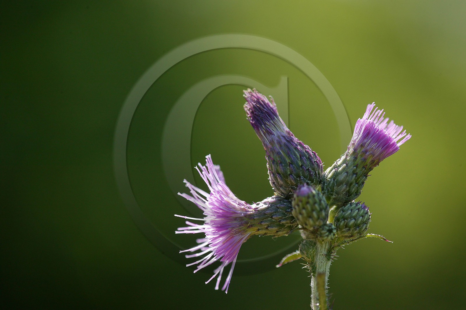 Cirse des champs, Cirsium arvense