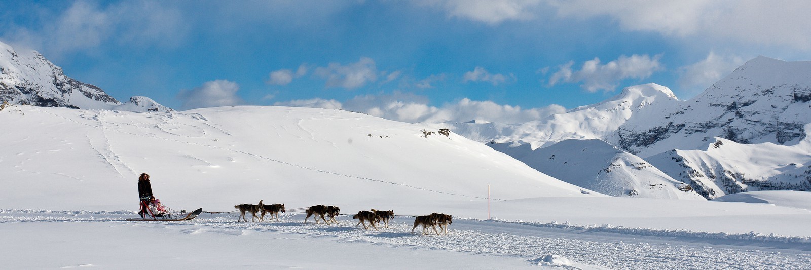 Chiens d'attelage