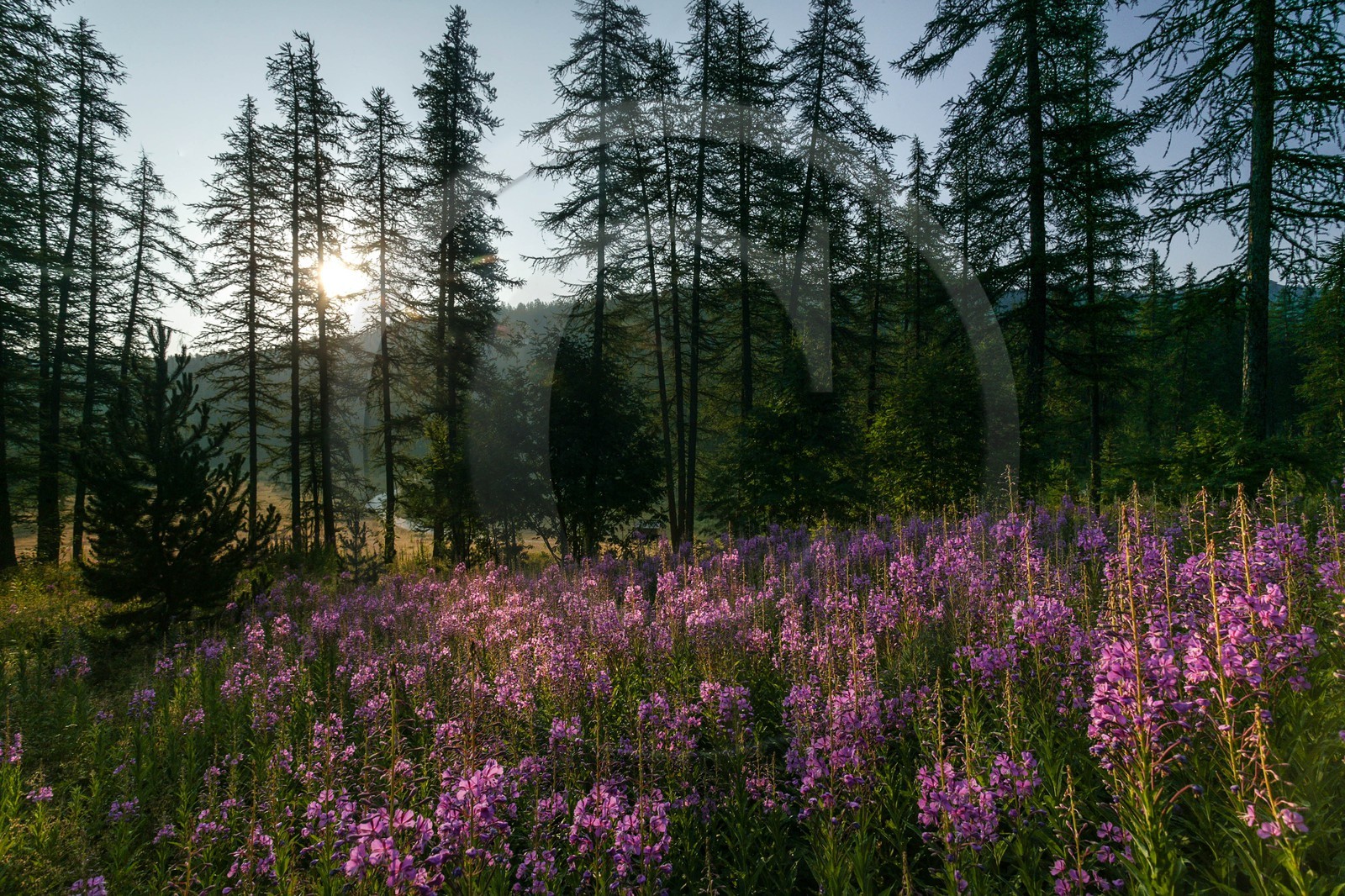 Épilobe en épi ou Laurier de Saint-Antoine, Chamerion angustifolium