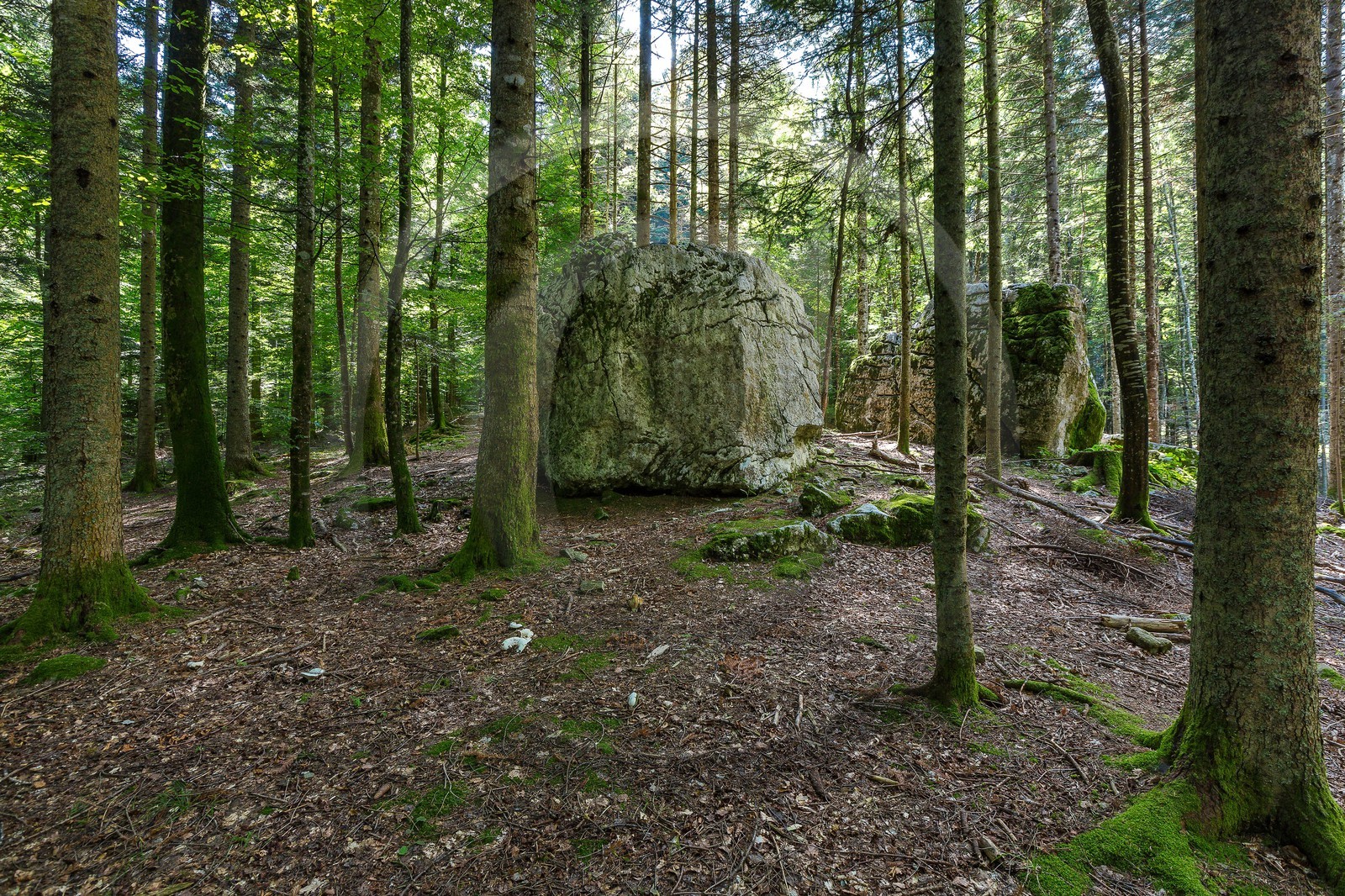 ENS de l'Isère,Tourbières du Peuil ENS de l'Isère,Tourbières du Peuil