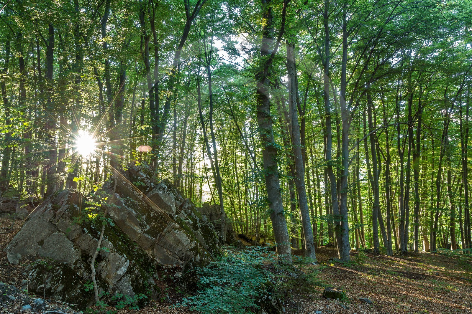 Alpes de Haute-Provence, hêtraie de Pontis Alpes de Haute-Provence, hêtraie de Pontis
