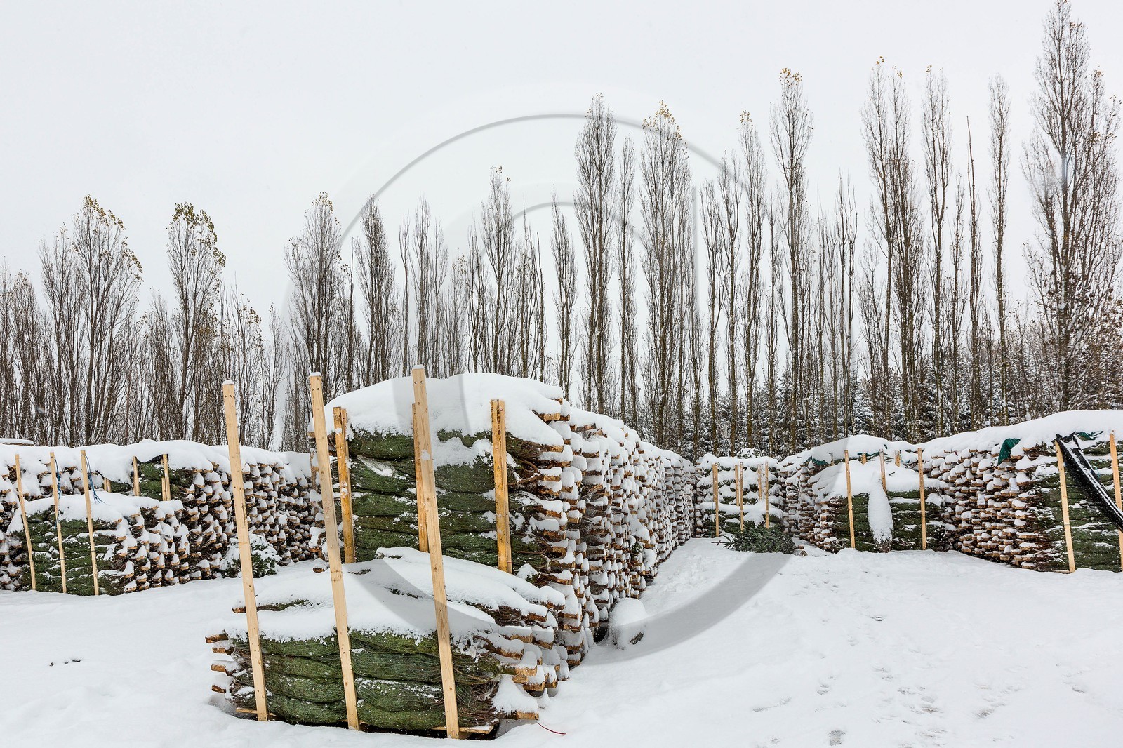 Pépinière Robin, producteur de sapin de Noël