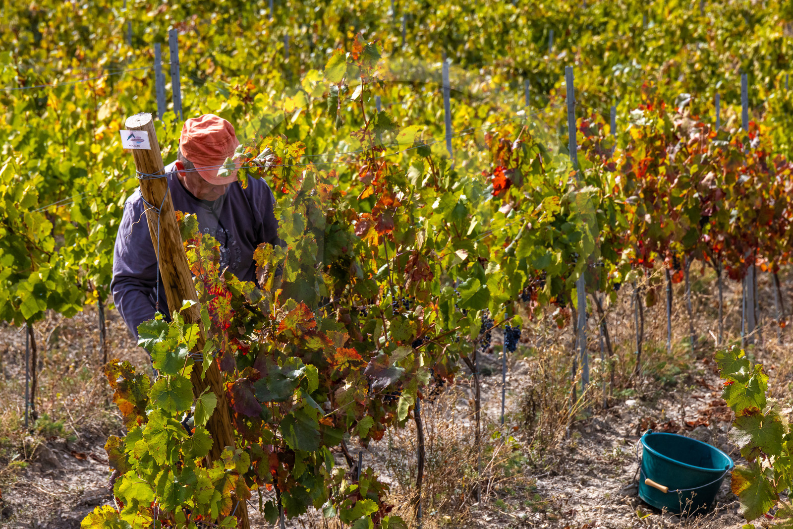 Domaine du Mont Guillaume Domaine du Mont Guillaume