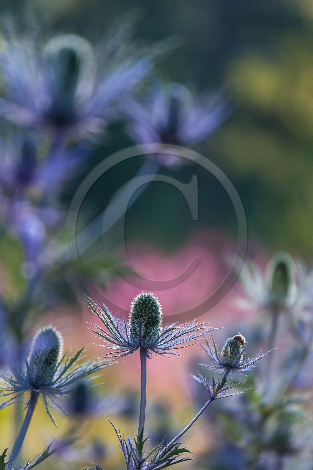 Chardon Bleu, Panicaut des Alpes, Eryngium alpinum