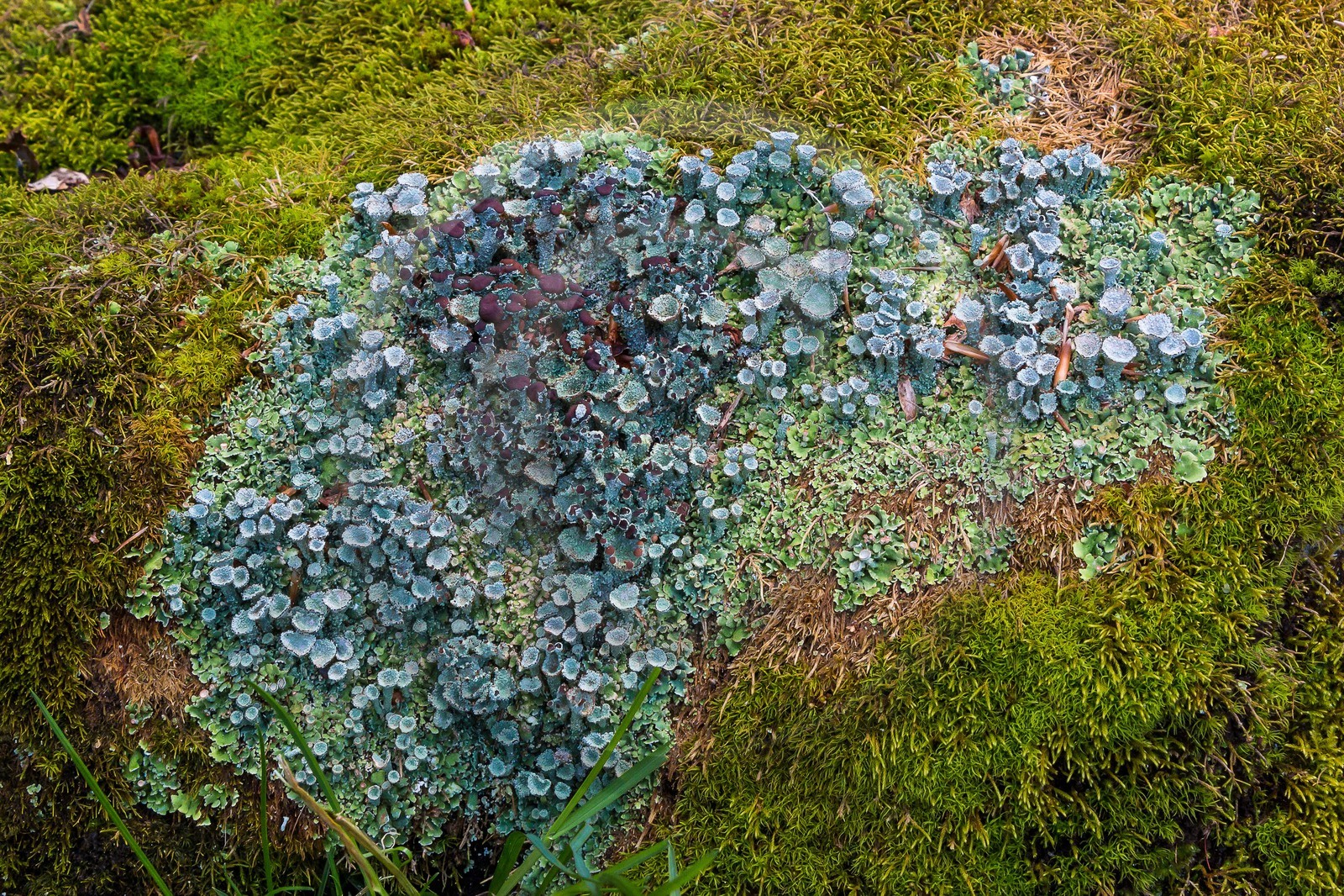 ENS de l'Isère, Plateau de la Molière et du Sornin