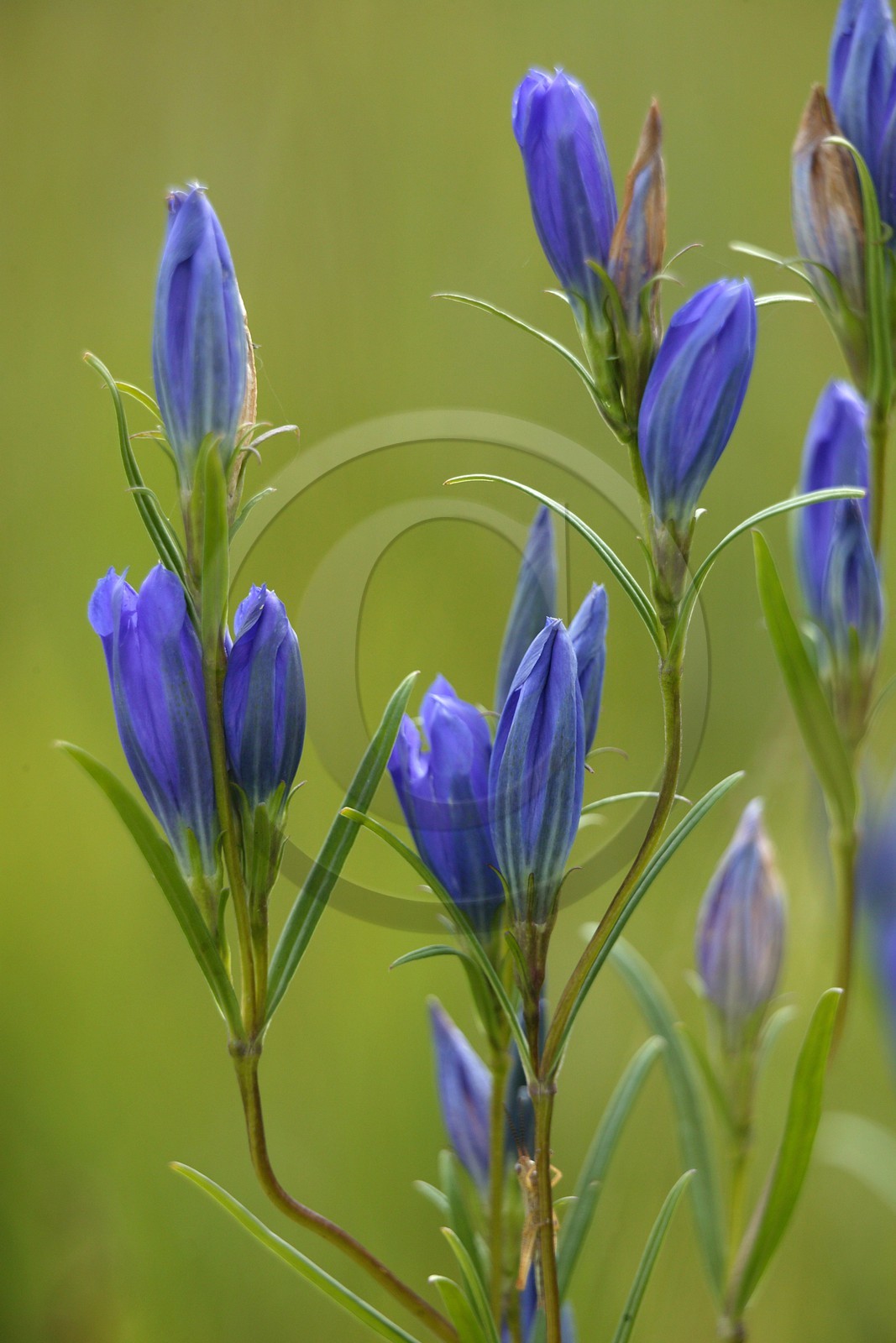 Gentiane des marais, Gentiana pneumonanthe