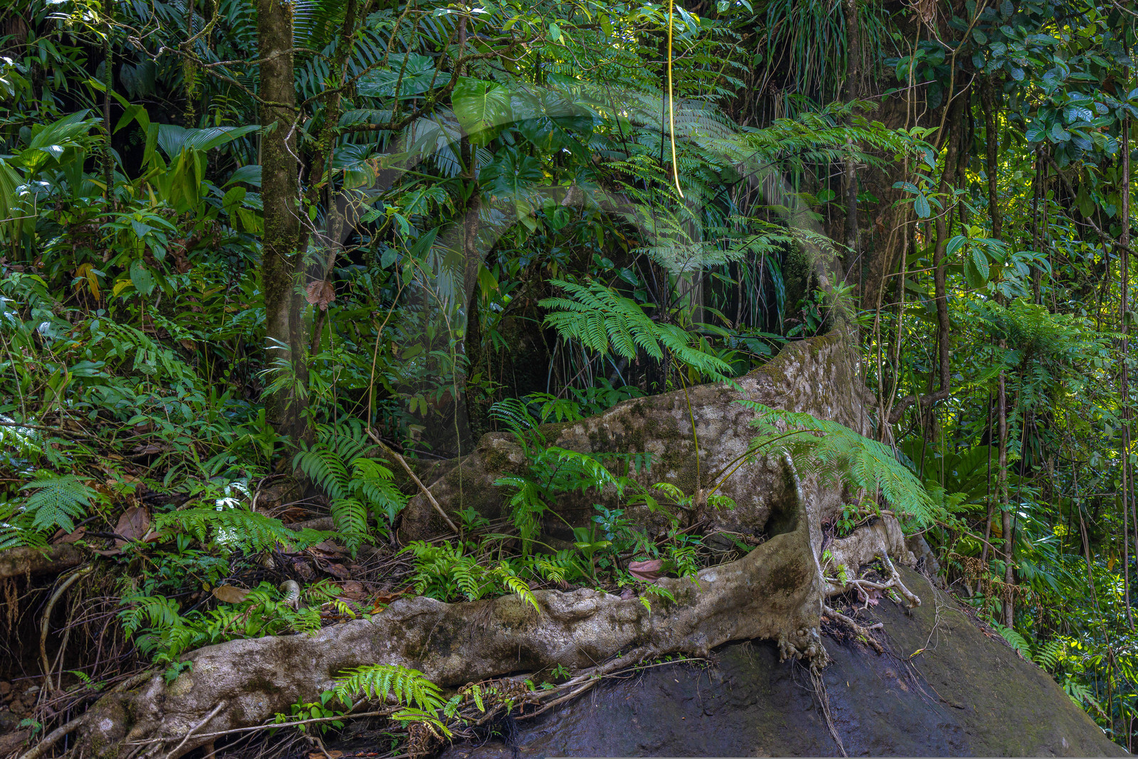 Forêt tropicale, Parc national de la Guadeloupe